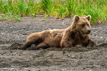 Solitary resting brown bear in the sand on Kenai peninsula, Alaska