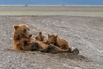 Brown bear close up nursing her two cubs seen on the Kenai peninsula, Alaska