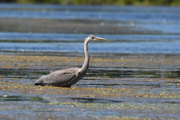 Marais Kingsbury 15 Août 2025
