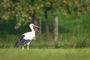 White stork (Ciconia ciconia) calling with visible tongue on meadow. Open beak. Countryside of Czech republic.