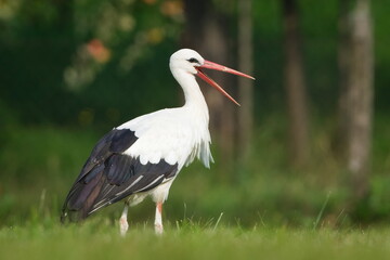 White stork (Ciconia ciconia) calling with visible tongue on meadow. Open beak. Nature of Czech republic.