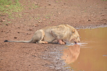 Lioness drinking water