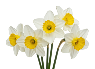 Spring blooms daffodils in full display nature bright environment isolated on transparent background