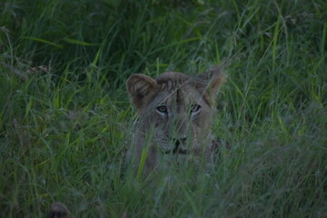 Lioness hunting