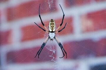 Black and Yellow Orb Weaver Spide On Web