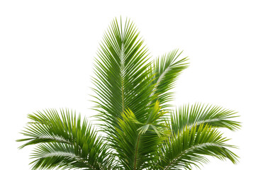 Lush green palm leaves indoor setting botanical natural environment aesthetic plant concept isolated on transparent background