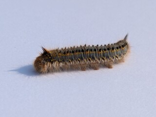 close up of a caterpillar