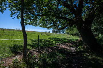Oak Tree and Country Path in Sunny Nordic Meadow