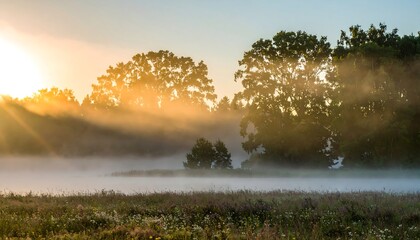 Sunrise mist over meadow