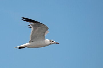 Laughing Gull soaring in a blue sky, showing the underside of a wing.