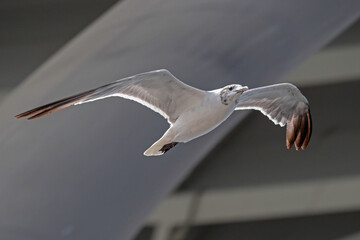 Laughing Gull flying beneath a bridge, showing the underside of its wings.