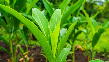 Obraz premium Vibrant green leaves of a plant