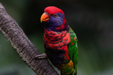 Brightly colored Lorikeet, perched on a branch in Edward Youde Aviary in Hong Kong park. 
