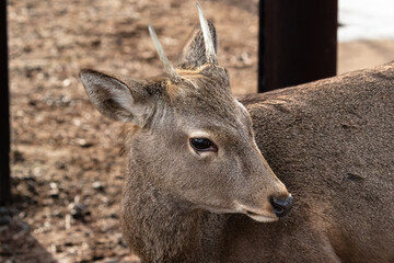Closeup, wild deer in Nara Park, Nara, Japan. There are approximately 1200 wild deer who roam freely through the city.
