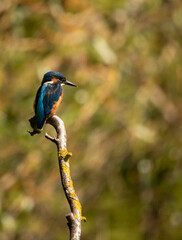 kingfisher on the branch