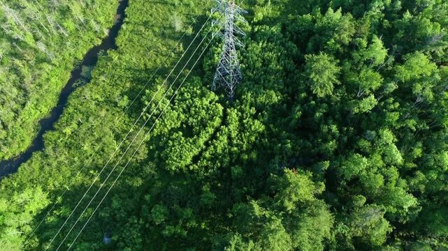 Aerial view of a dense green forest with trees and power lines