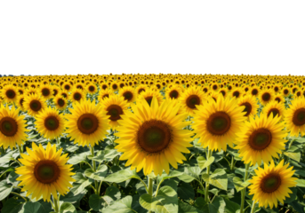 Sunflower field blooming nature landscape summer season vibrant colors wide angle perspective isolated on transparent background