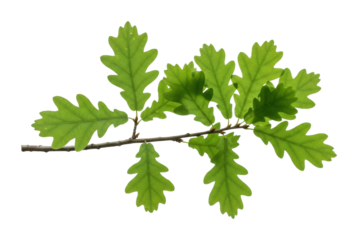 Lush green oak leaves nature botanical natural beauty concept isolated on transparent background