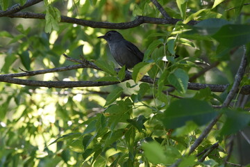 Marais Kingsbury 15 Août 2025