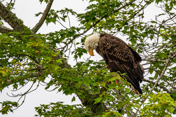 Bald Eagle (Haliaeetus leucocephalus) adult, perched on a branch in a maple tree