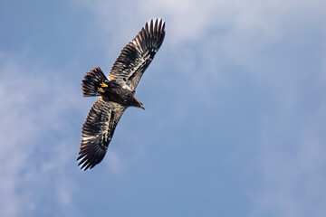 Bald Eagle (Haliaeetus leucocephalus) immature, flying in a blue sky in northern Wisconsin