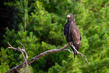 Bald Eagle (Haliaeetus leucocephalus) immature, perched on a branch on the Rainbow Flowage in northern Wisconsin