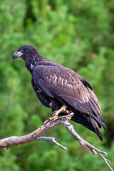 Bald Eagle (Haliaeetus leucocephalus) immature, perched on a branch on the Rainbow Flowage in northern Wisconsin