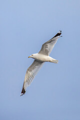 Ring-billed Gull (Larus delawarensis) flying in a blue sky