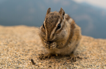 Chipmunk