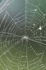 Close up of spider bow on green background.