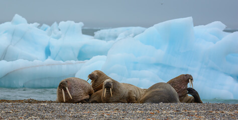 Beached Walrus