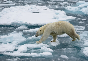 polar bear on ice