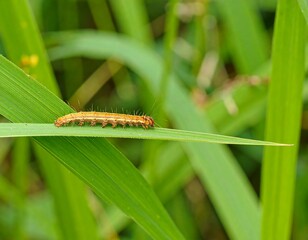 Fototapeta premium Orange caterpillar on green leaf