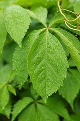 Close up rain drops on green leaf.