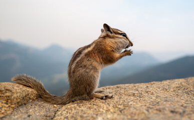 Chipmunk