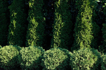 decorative figured hedge made of plants

