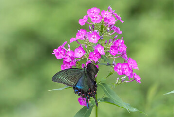 フロッスの花の蜜を吸うミヤマカラスアゲハ