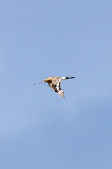Black-tailed Godwit (Limosa limosa) commonly found in European wetlands
