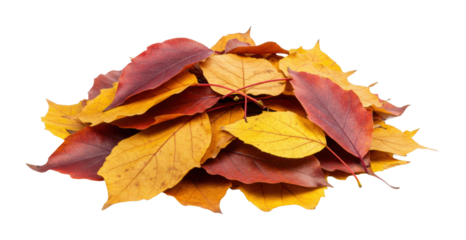 Autumn leaves pile outdoor nature scene colorful environment natural beauty concept isolated on transparent background