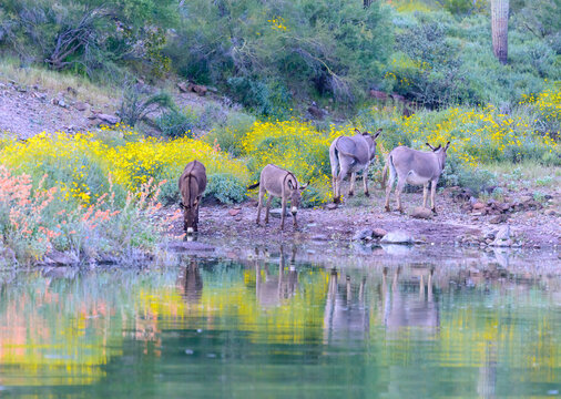 Wild burros