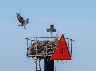 Osprey, Bay Head,  NJ