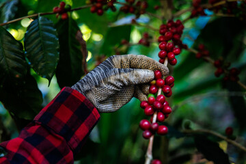 hands farmer wearing plaid shirt and gloves picking harvesting arabica red raw coffee beans in...