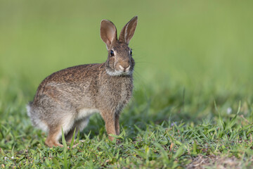Side view of Eastern Cottontail rabbit in green grass