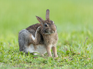 Eastern cottontail scratching with hind leg in green grass