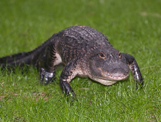 Walking alligator on green grass in Florida