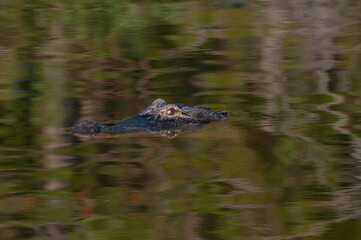 Alligator in water with snout and pleasing light