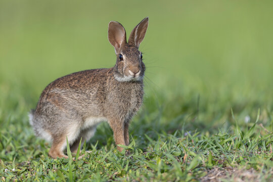 Side view of Eastern Cottontail rabbit in green grass