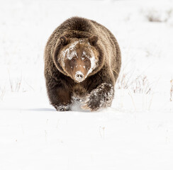 Grizzly bear with very long claws in deep snow during autumn, famous bear 399