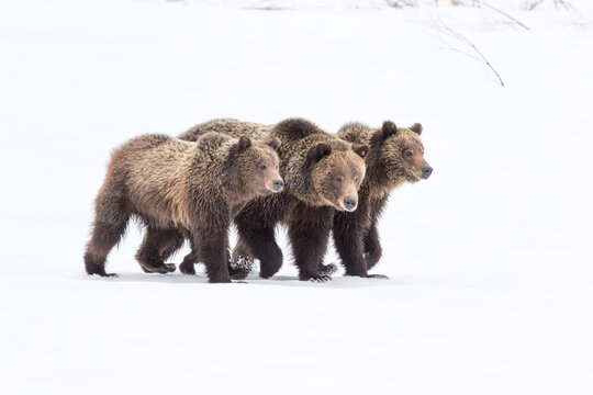 The tree little bears, 399 and two cubs, Grand Teton