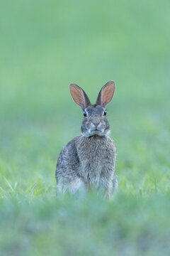 Eastern Cottontail rabbit front view with funny look on face and low angle